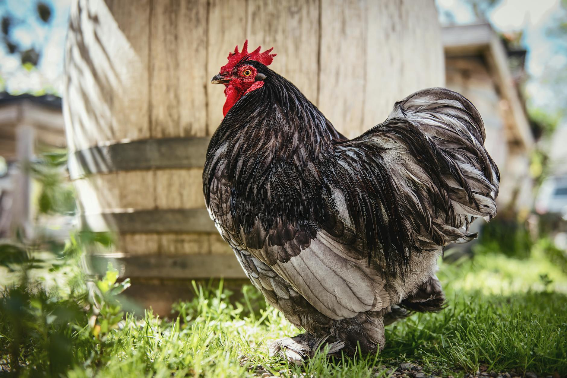 Meet the 15-Year-Old Chicken Breaking Records in the USA - News