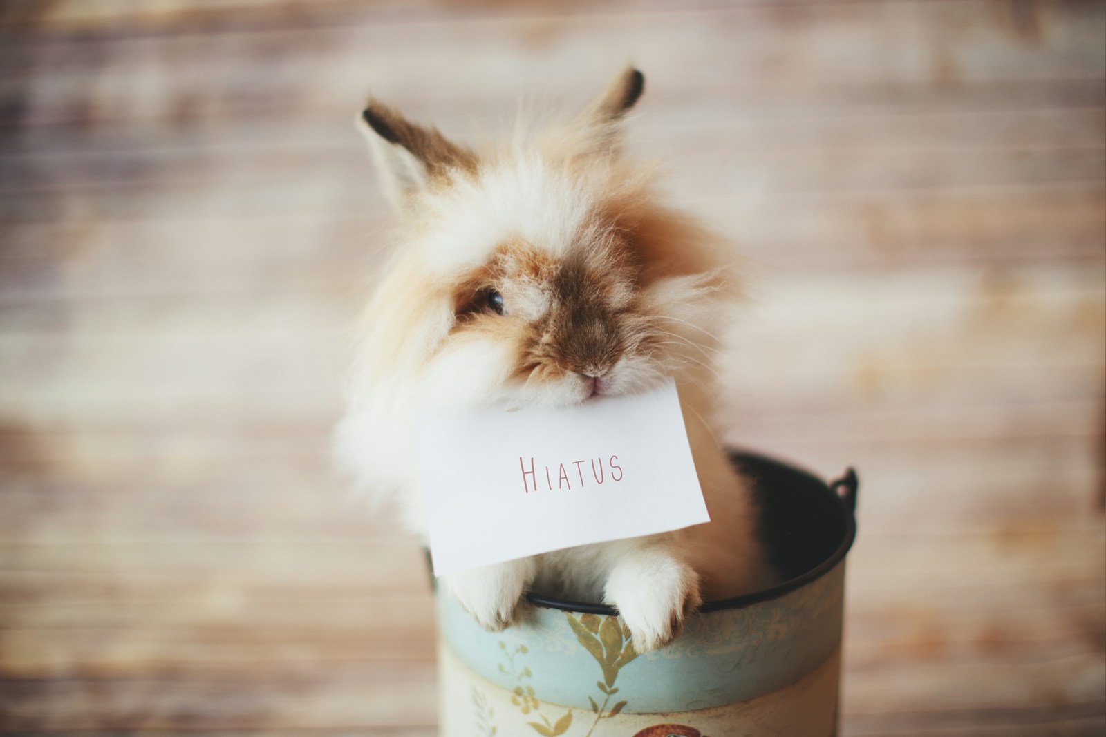 Meet the 15-Year-Old Rabbit That Made Guinness World Records! - Lifestyle