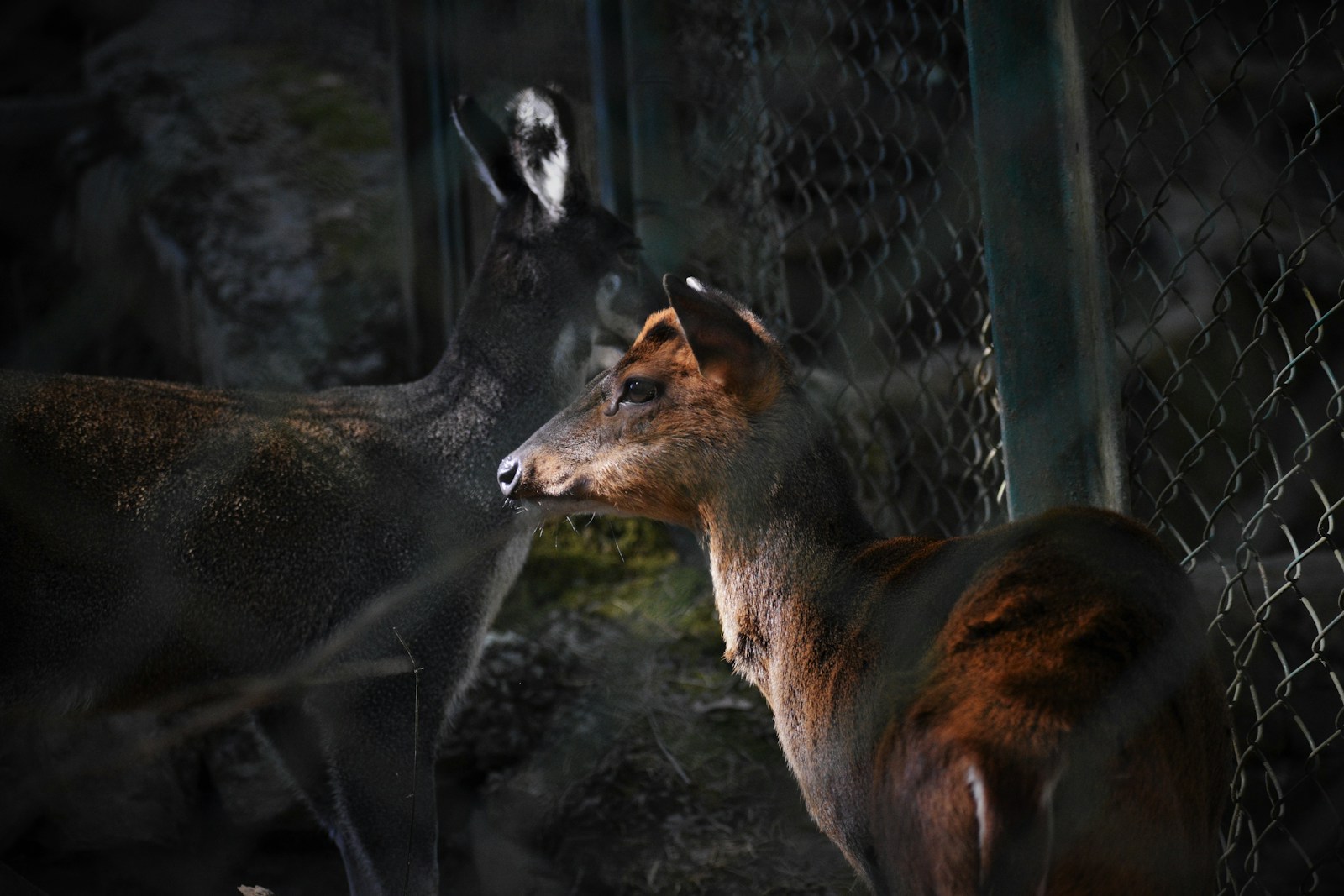 AI's Impact on Animal Representation in Film: A New Era