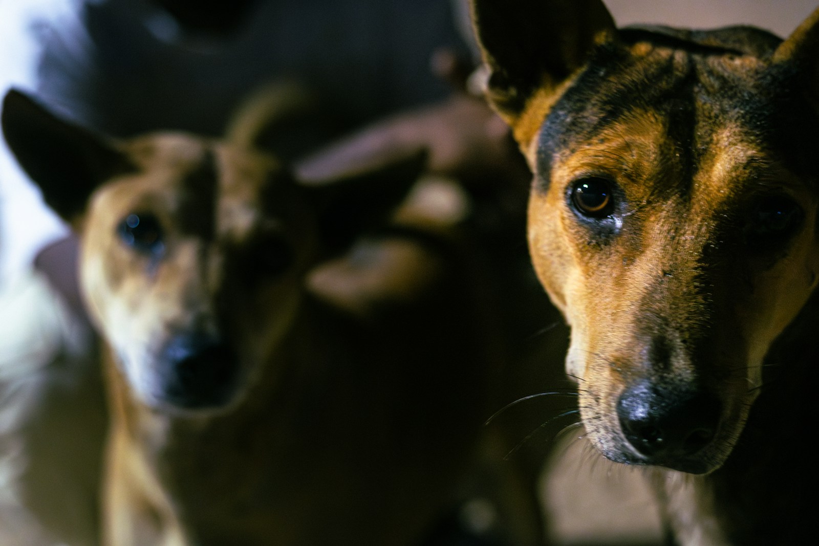 AI Scammers Target Pet Owners with New Extortion Tactics - News
