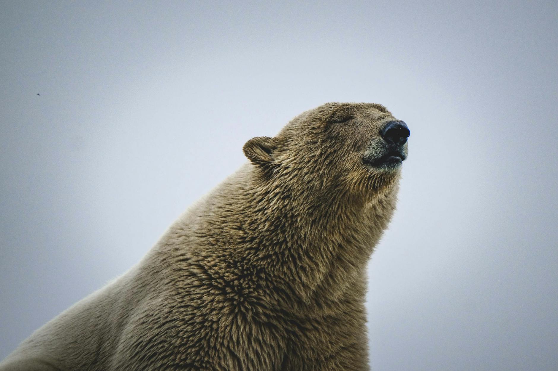 Alaska Crowns Its Heaviest Bear: A Furry Champion Emerges