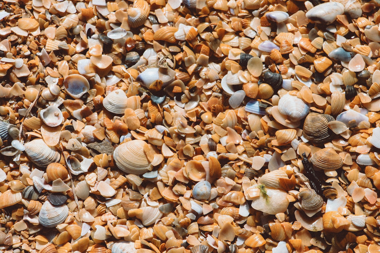 Anapa's Beaches Set to Reopen by June 1: Cleanup Progress Report - News