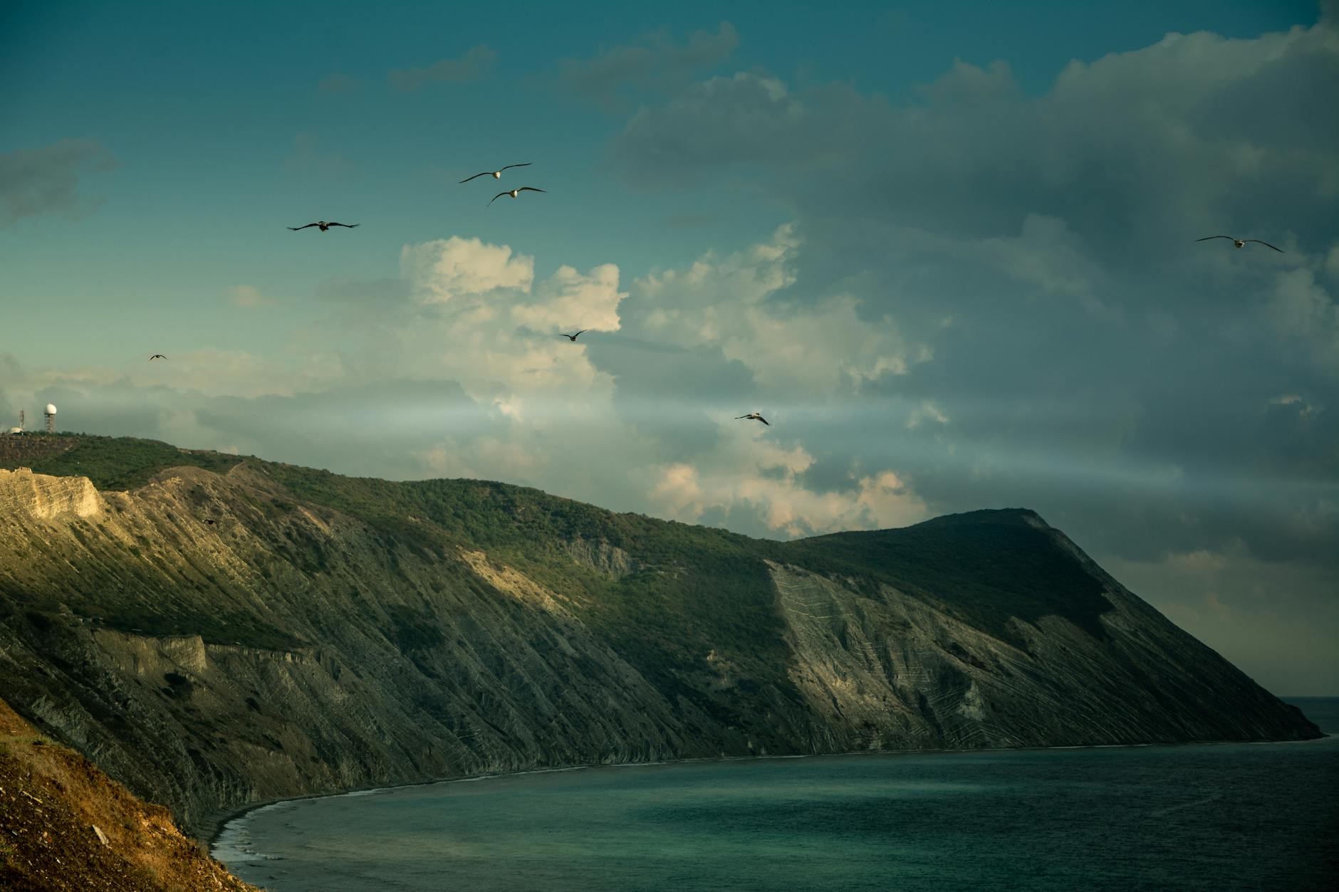 Over 200 Birds Found Dead on Anapa Coast Due to Oil Pollution - News
