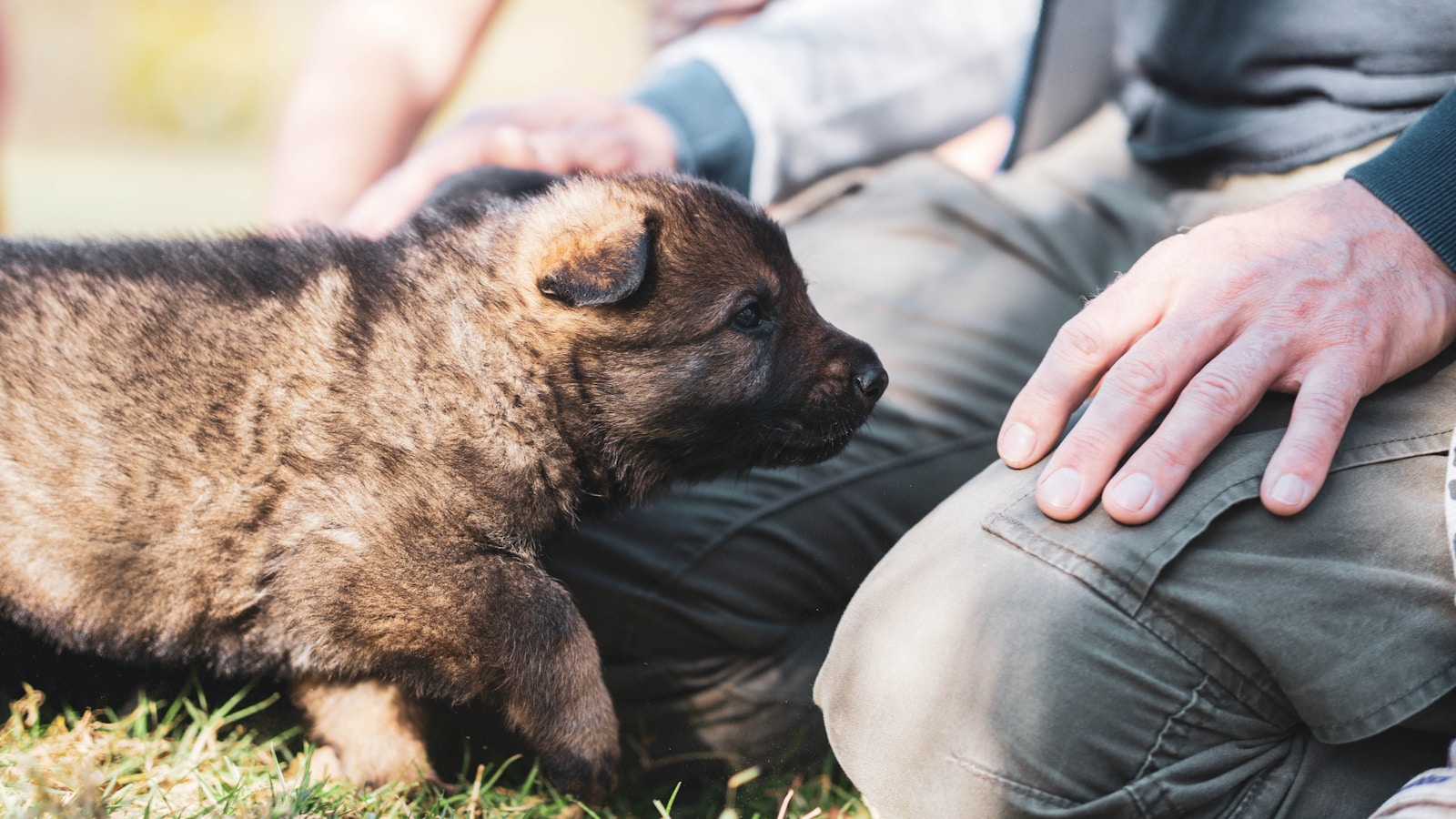 How Animal Lovers Are Rescuing Pets in Need
