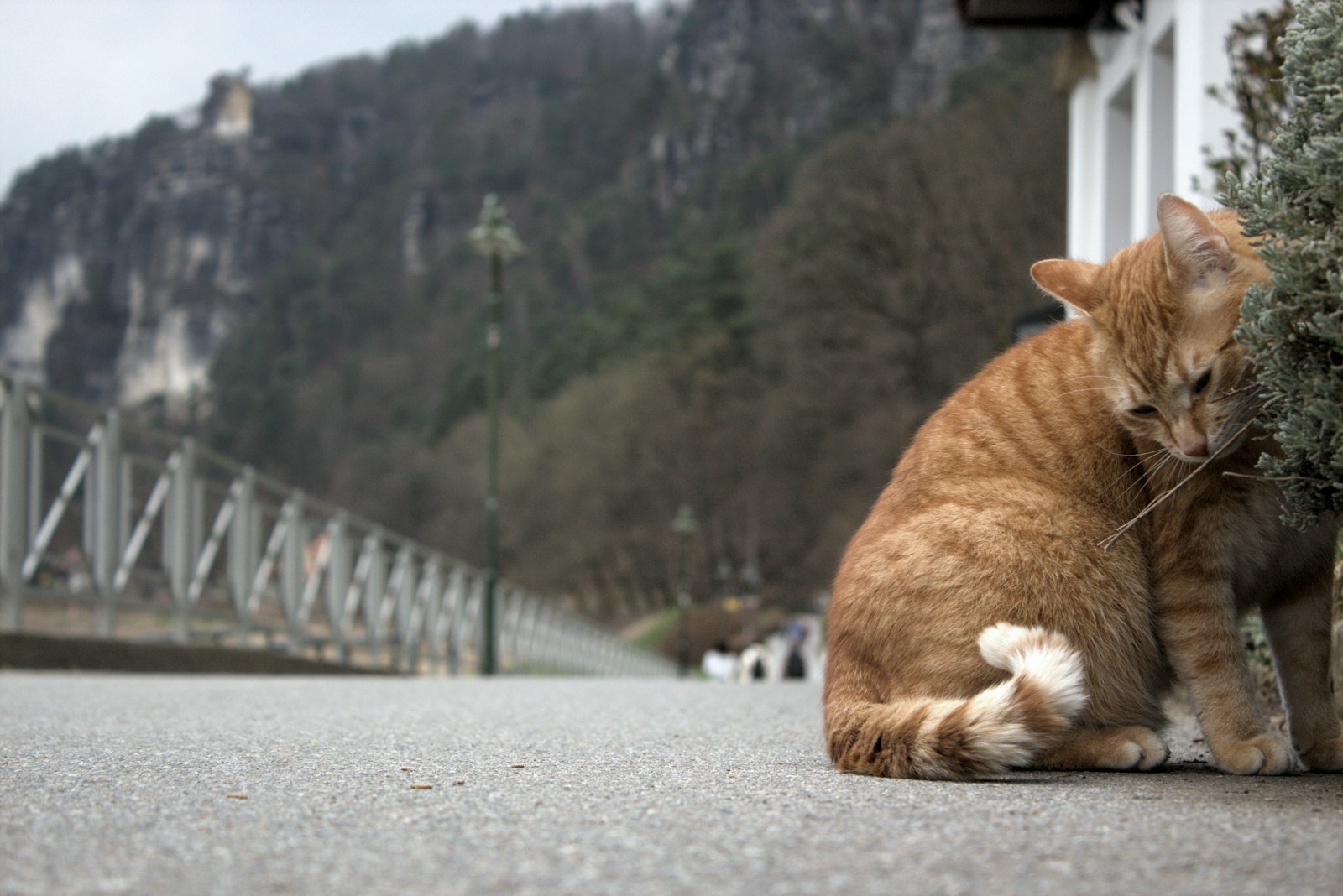 Austrian Teen Sentenced for Mailing Cat to Neighboring Country - News