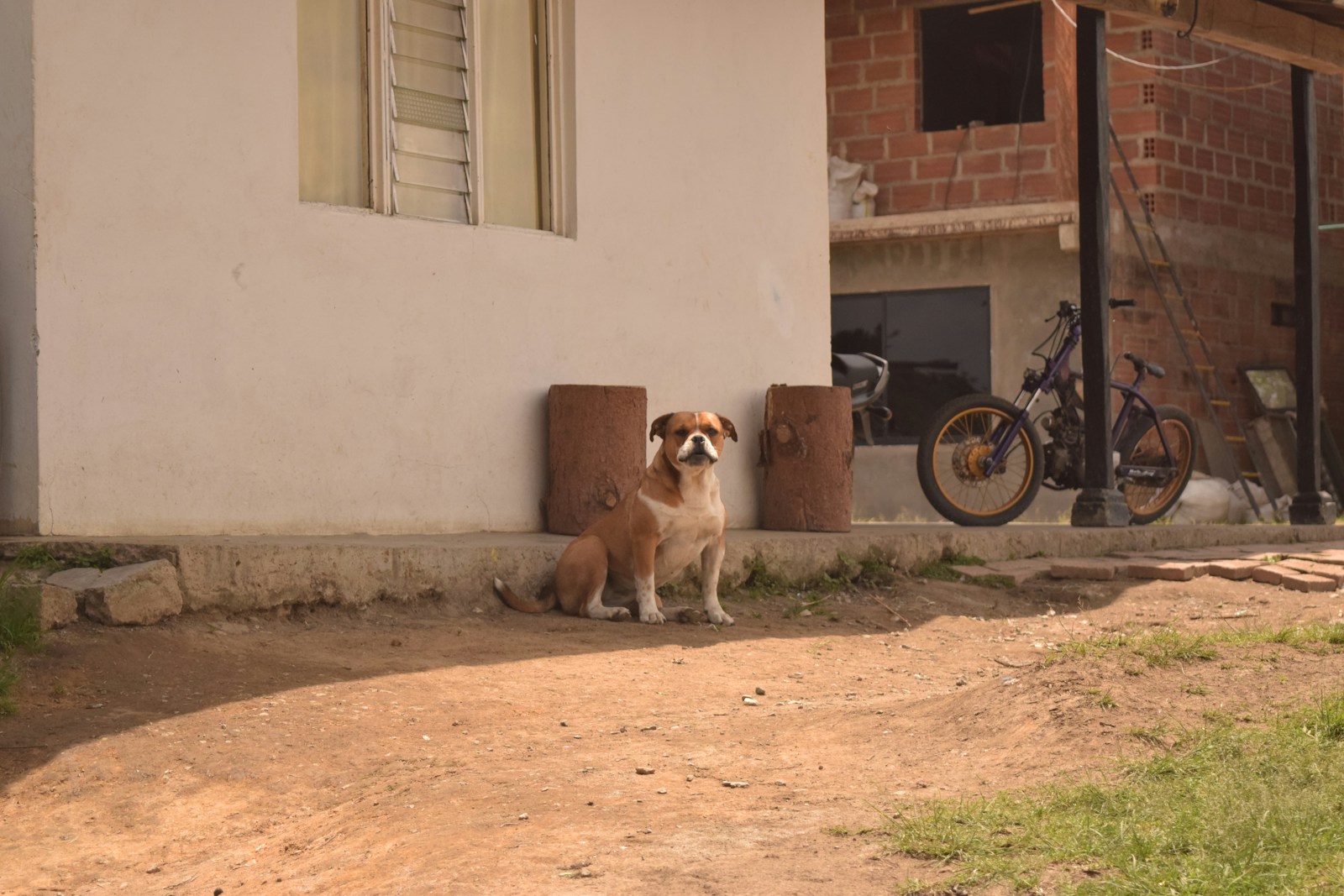 Brazilian Man Reunites with Dog Lost for 5 Years Thanks to Social M...