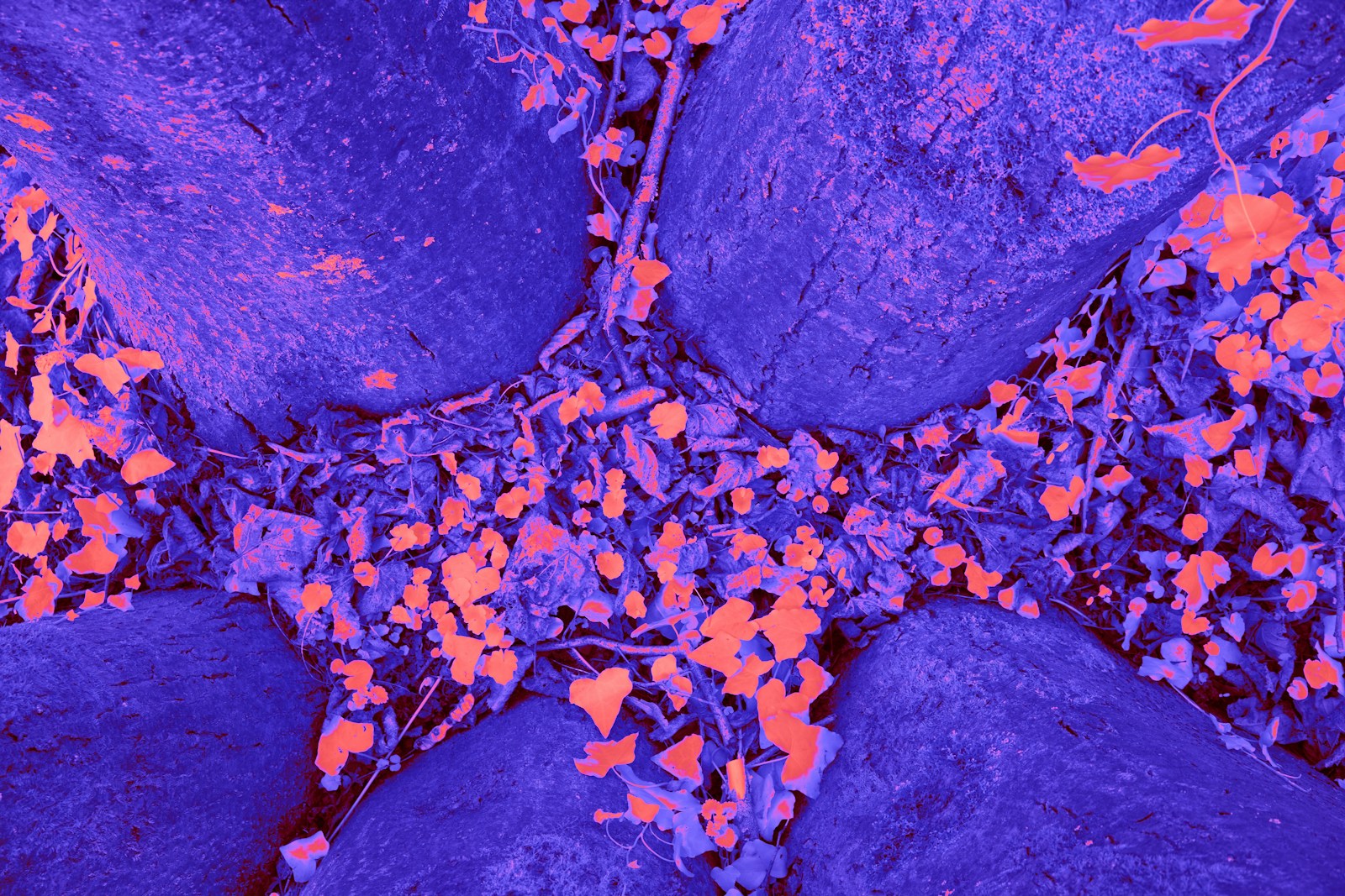 Breakthrough Discovery: New Method Could Reverse Alzheimer's Disease