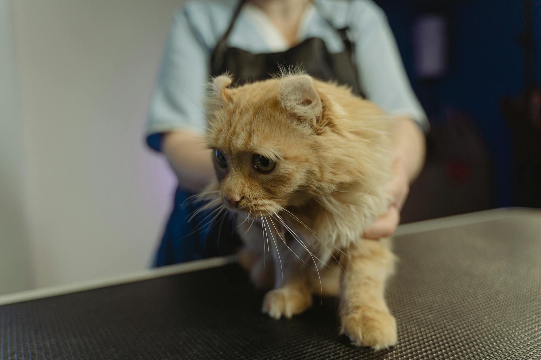 Study Reveals Cats Aren't Emotionally Attached to Their Owners - Lifestyle