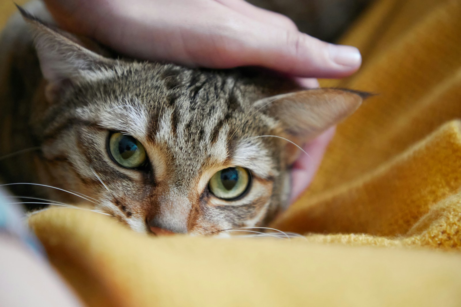 Study Reveals Cats Aren't Emotionally Attached to Their Owners - Lifestyle