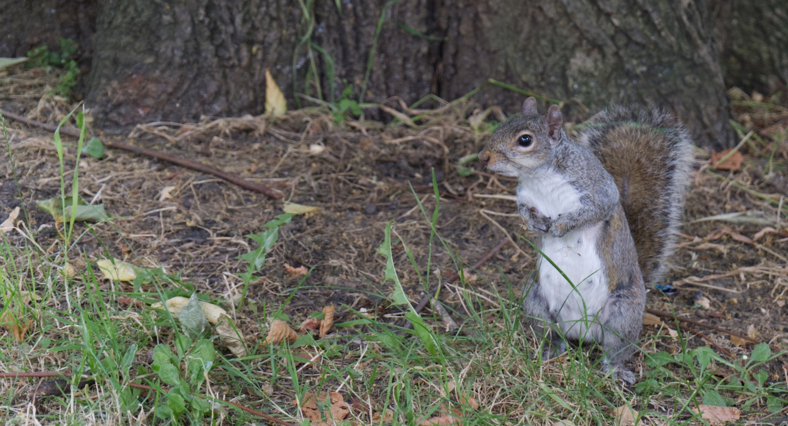 Chicago's Famous Rat-Shaped Hole: A Squirrel's Mischief?
