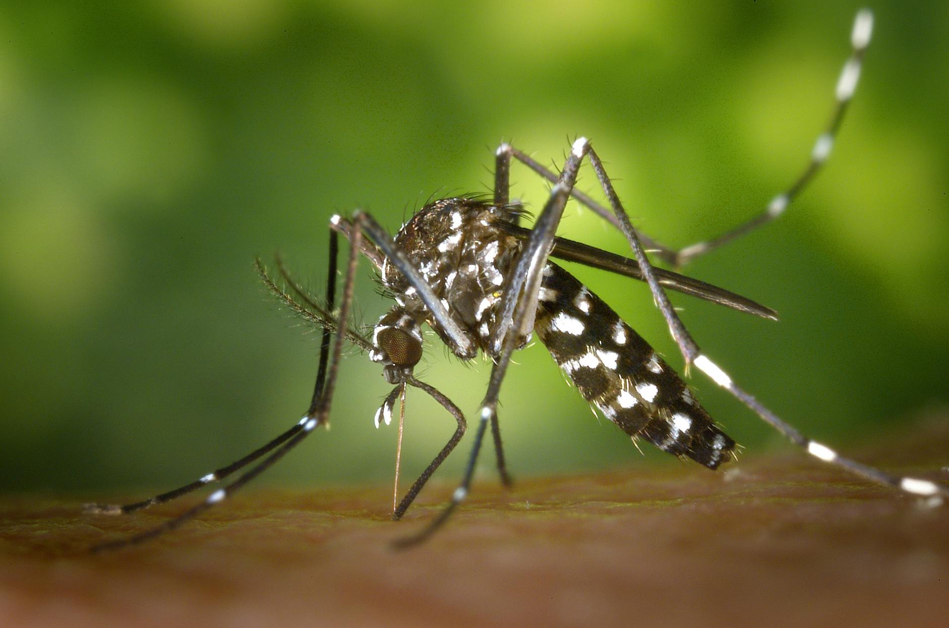 Chikungunya Fever Hits Europe: Climate Change's Unseen Impact - News
