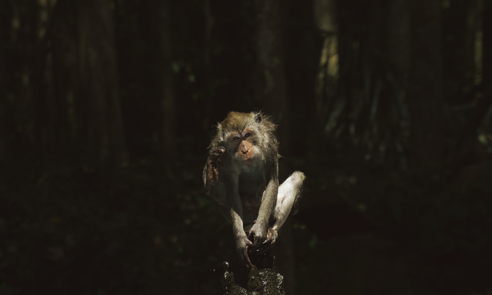 Chilling New Films to Stream: Zombies, Fairies, and Primates - Cinema