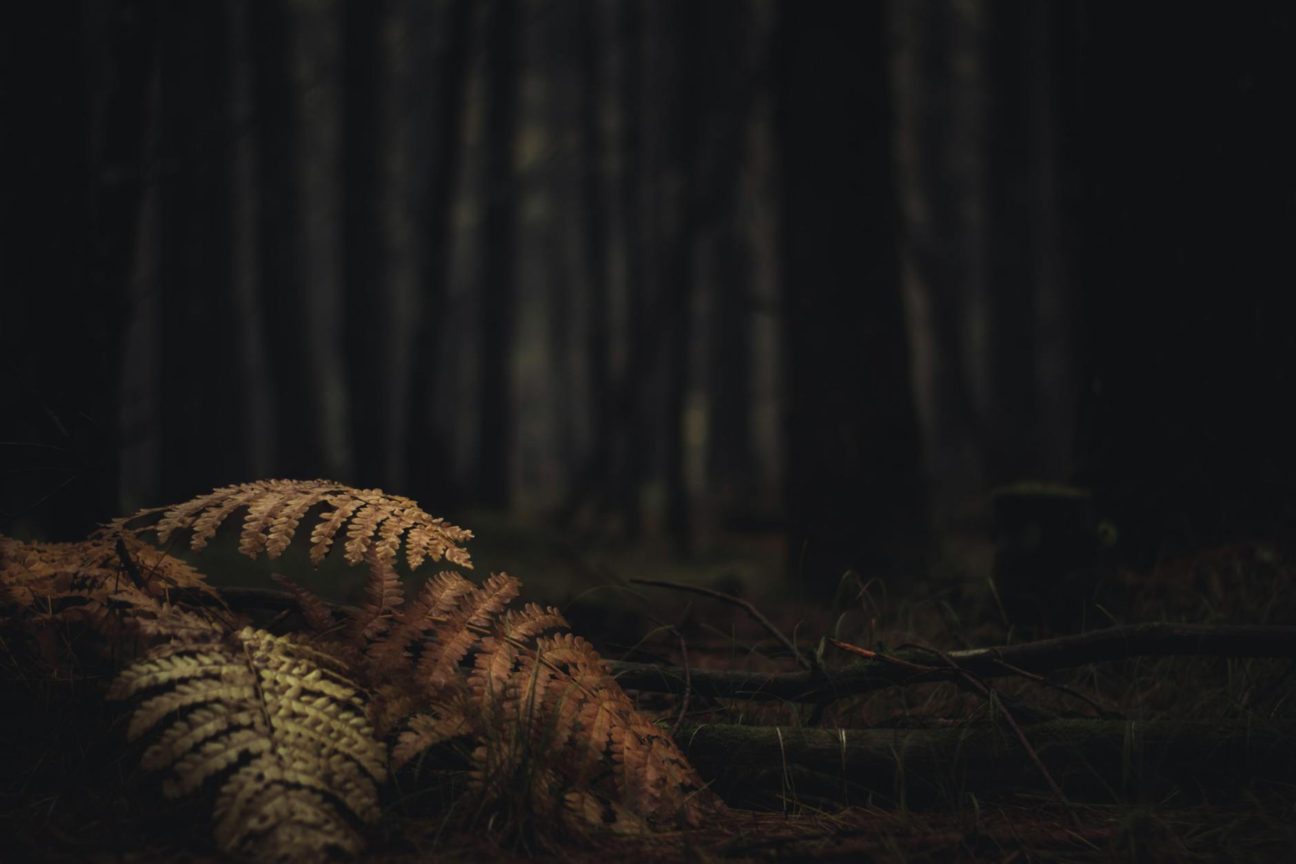 Creepy Origami: Final Trailer for 'The Creeper' Unveiled