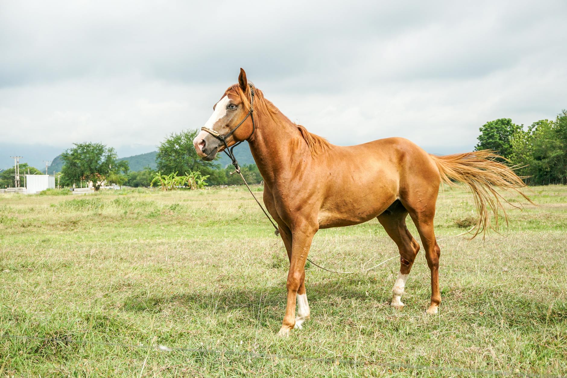 Discover the Fastest Legendary Horse in Crimson Desert - Game