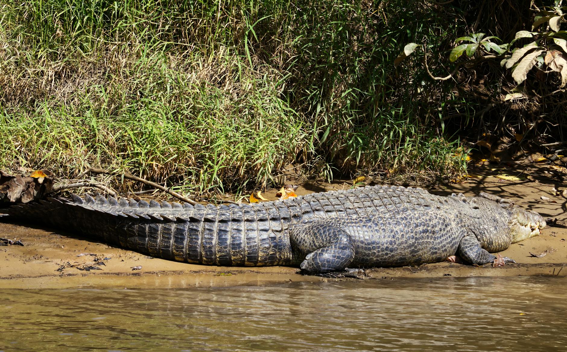 Crocodile-Infested River Approved for 2032 Olympics in Australia