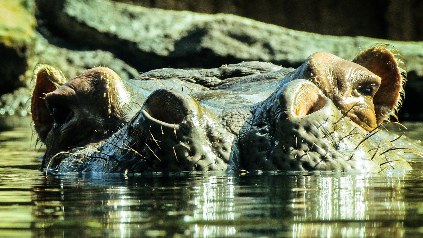 Crocs Unveils Special Edition Clogs for Back to the Future's 40th A...