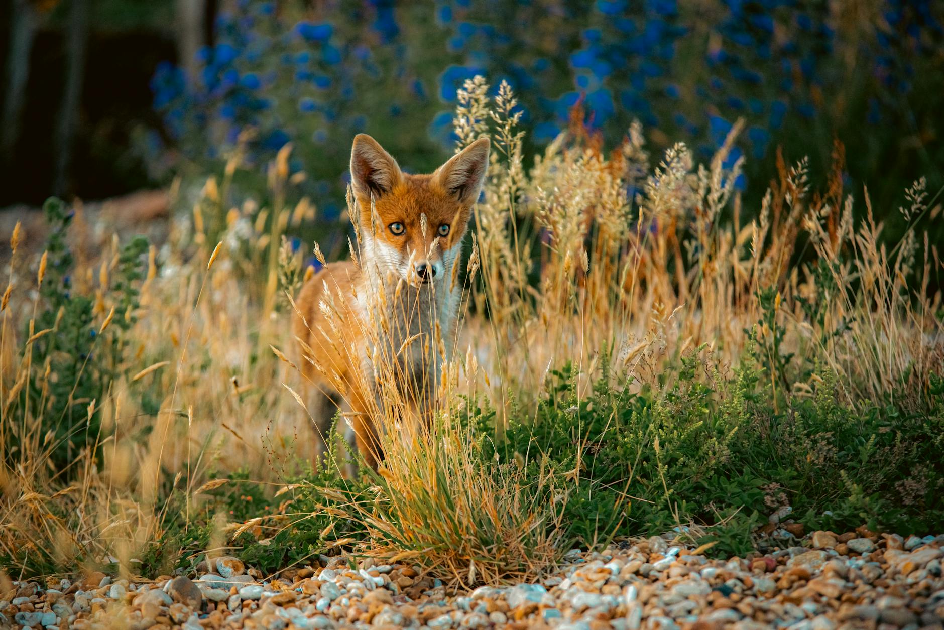 Cunning Fox Tries to Steal Fishermen's Catch in Kazakhstan