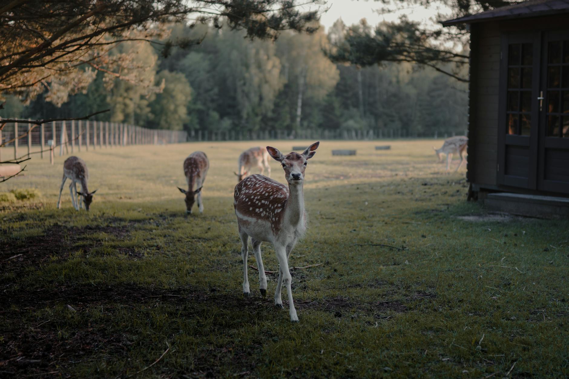 Deer Breaks Into Pensioner's Home in Krasnoyarsk Region - News
