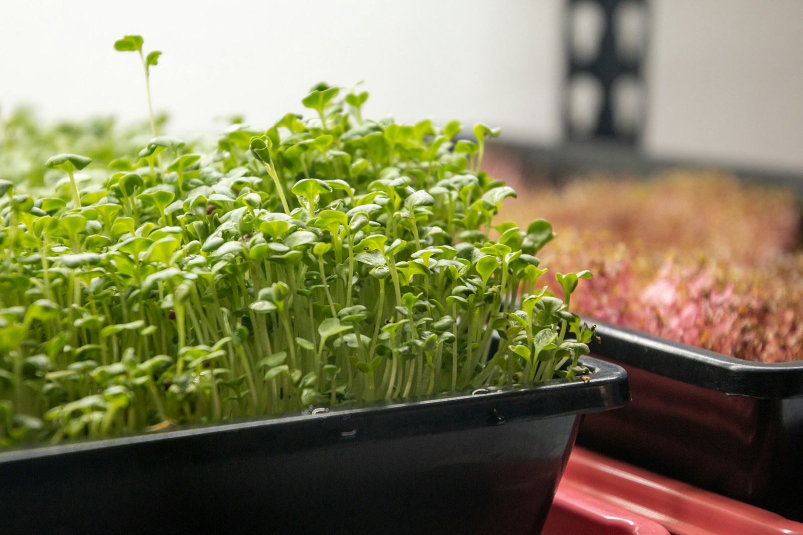 Discover Microgreens: New Seed Packets from Vkusvill Hit the Market - Lifestyle