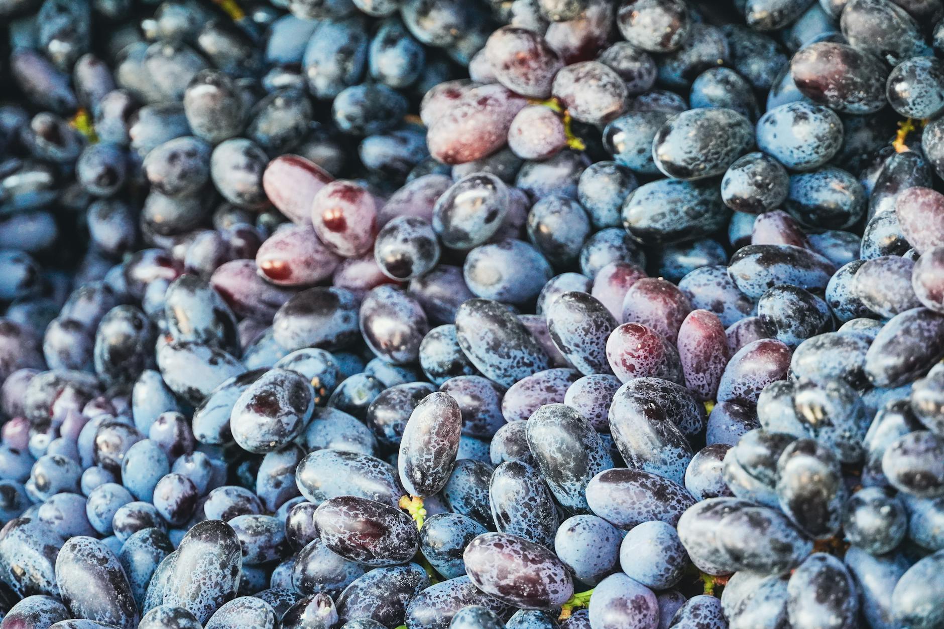 Discovering Alycha: The Unique Fruit You Need to Know About - Lifestyle
