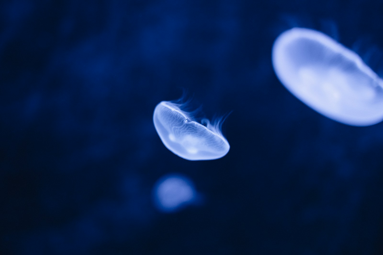 Dive into Life: Experience the Journey of a Sperm Cell in Become! - Game