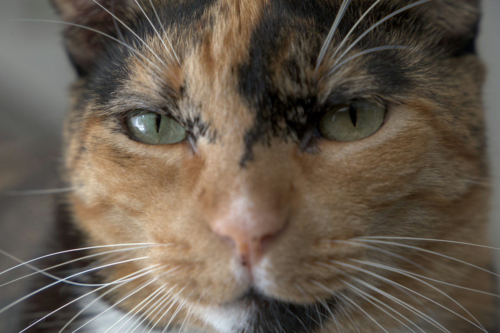 Doechii Faces Backlash After Revealing She Dislikes Cats - Hot