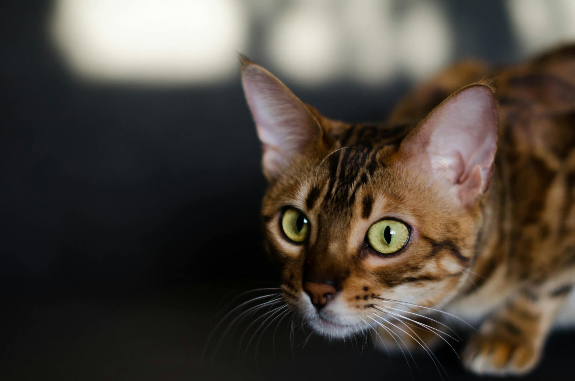 Doechii Faces Backlash After Revealing She Doesn't Like Cats - Music