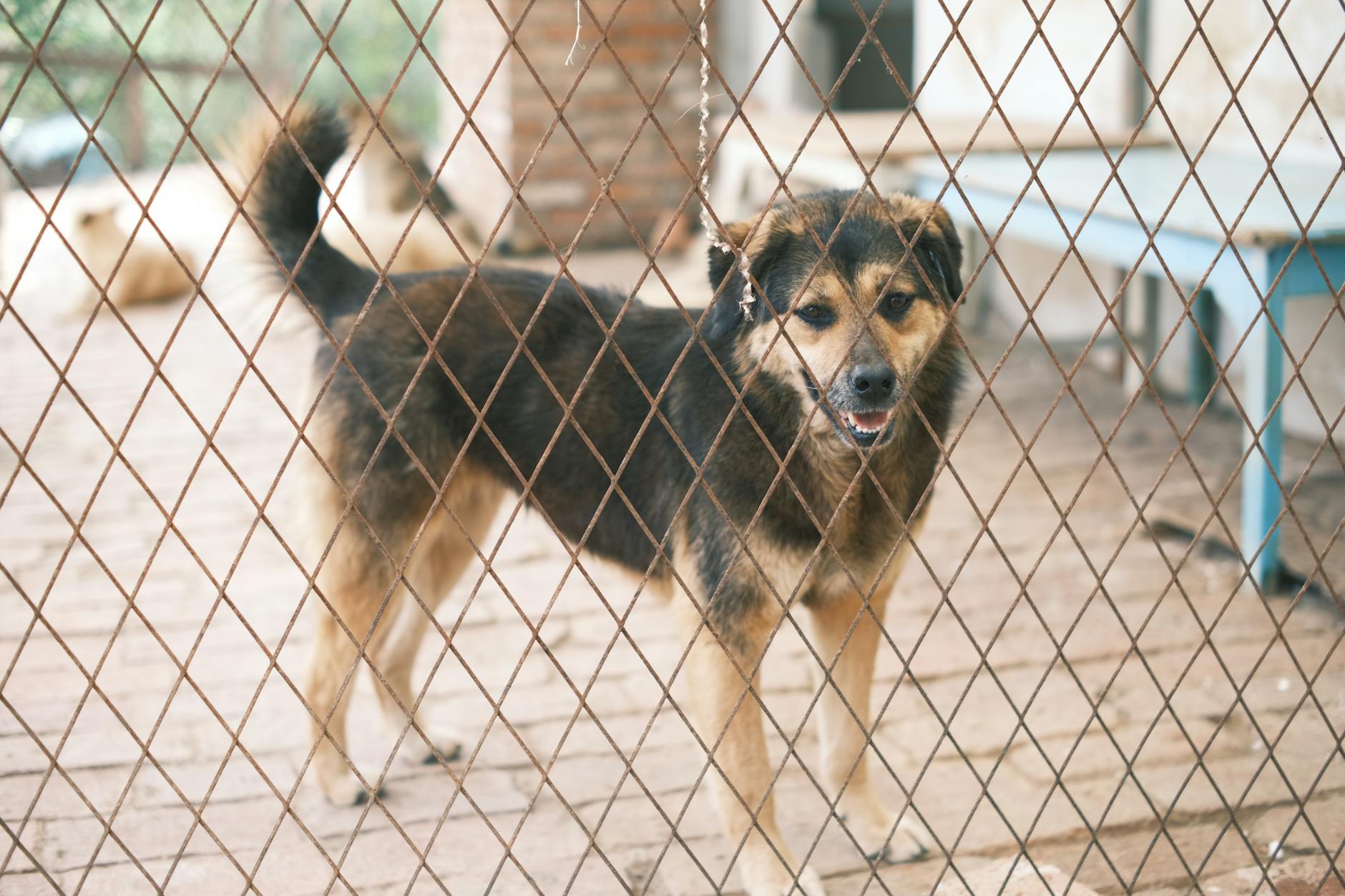 Heartwarming Rescue: Dog Waits a Week for Owner at New Zealand Wate... - Lifestyle