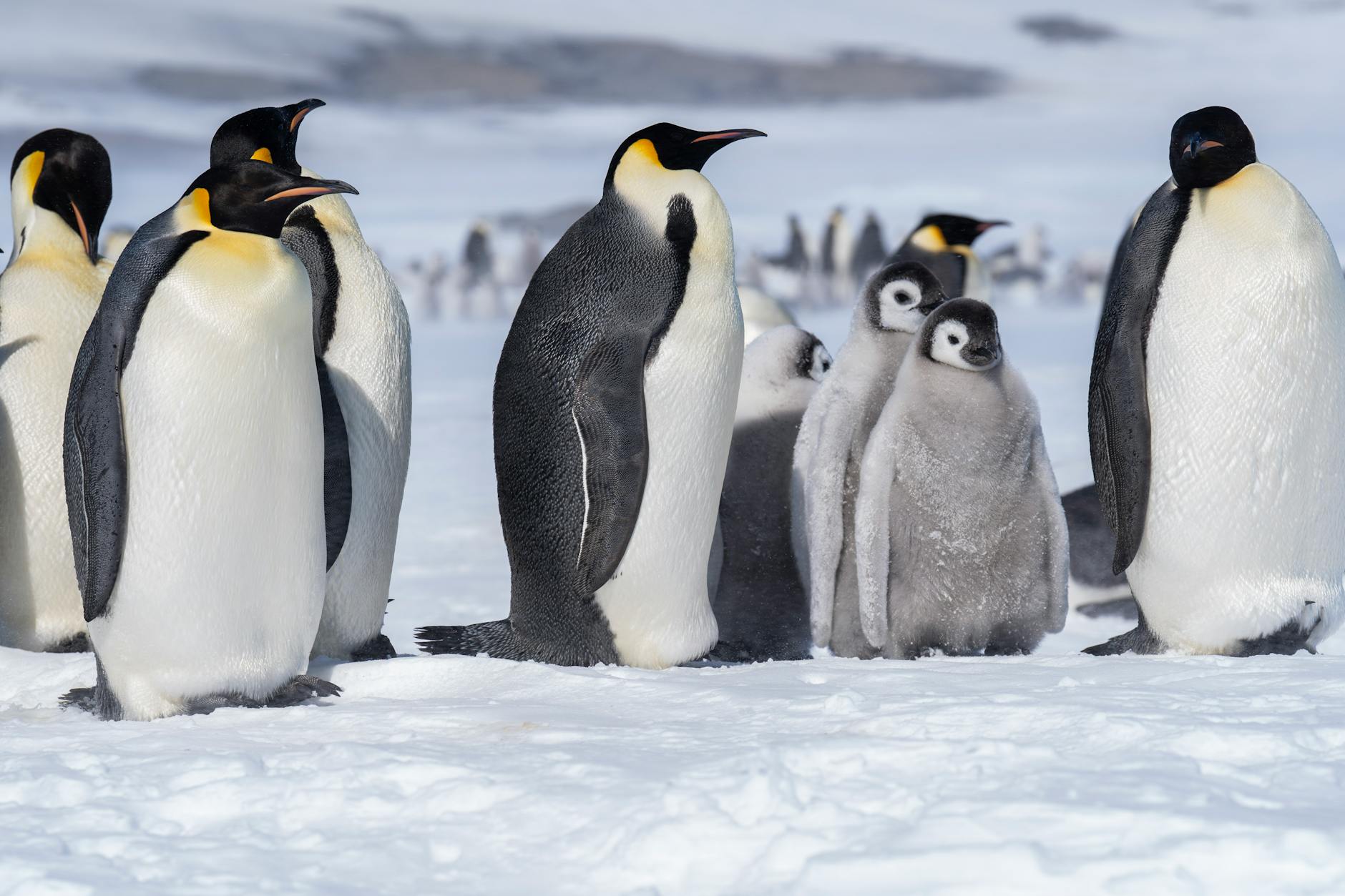 Emperor Penguins Face Population Decline by 2080, Study Reveals - News