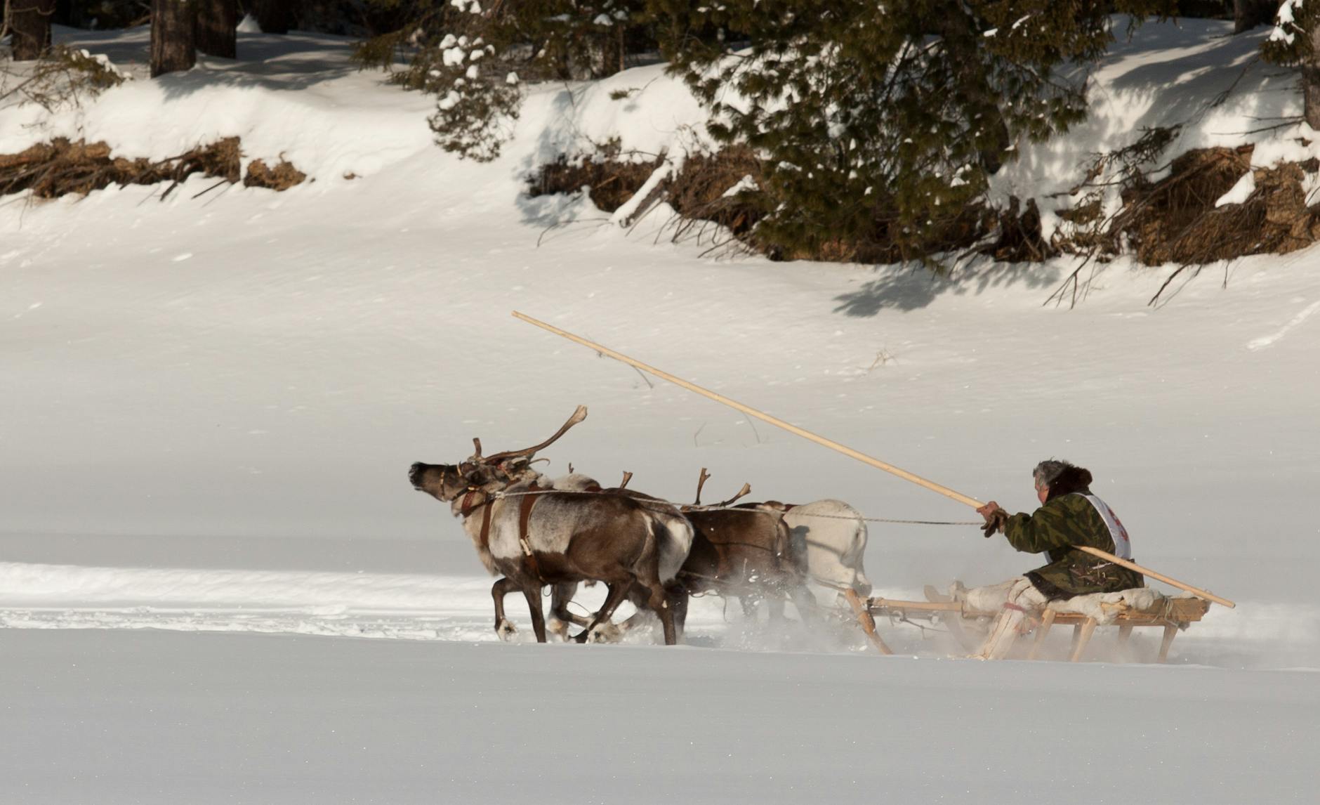 Epic Reindeer Sled Race Kicks Off in Chukotka - Sport