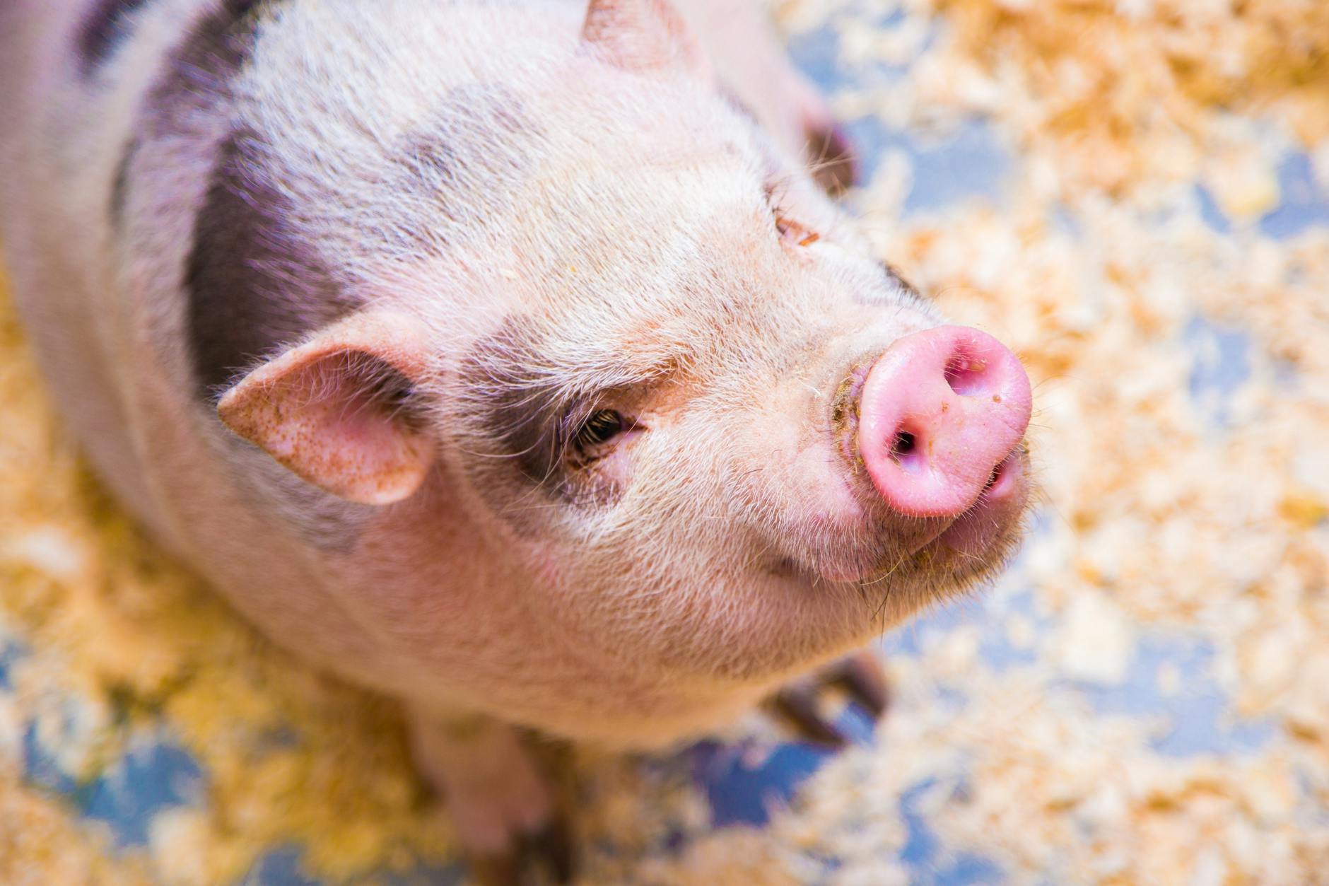 Estonia Hosts Its First-Ever Pig Squealing Competition - Lifestyle