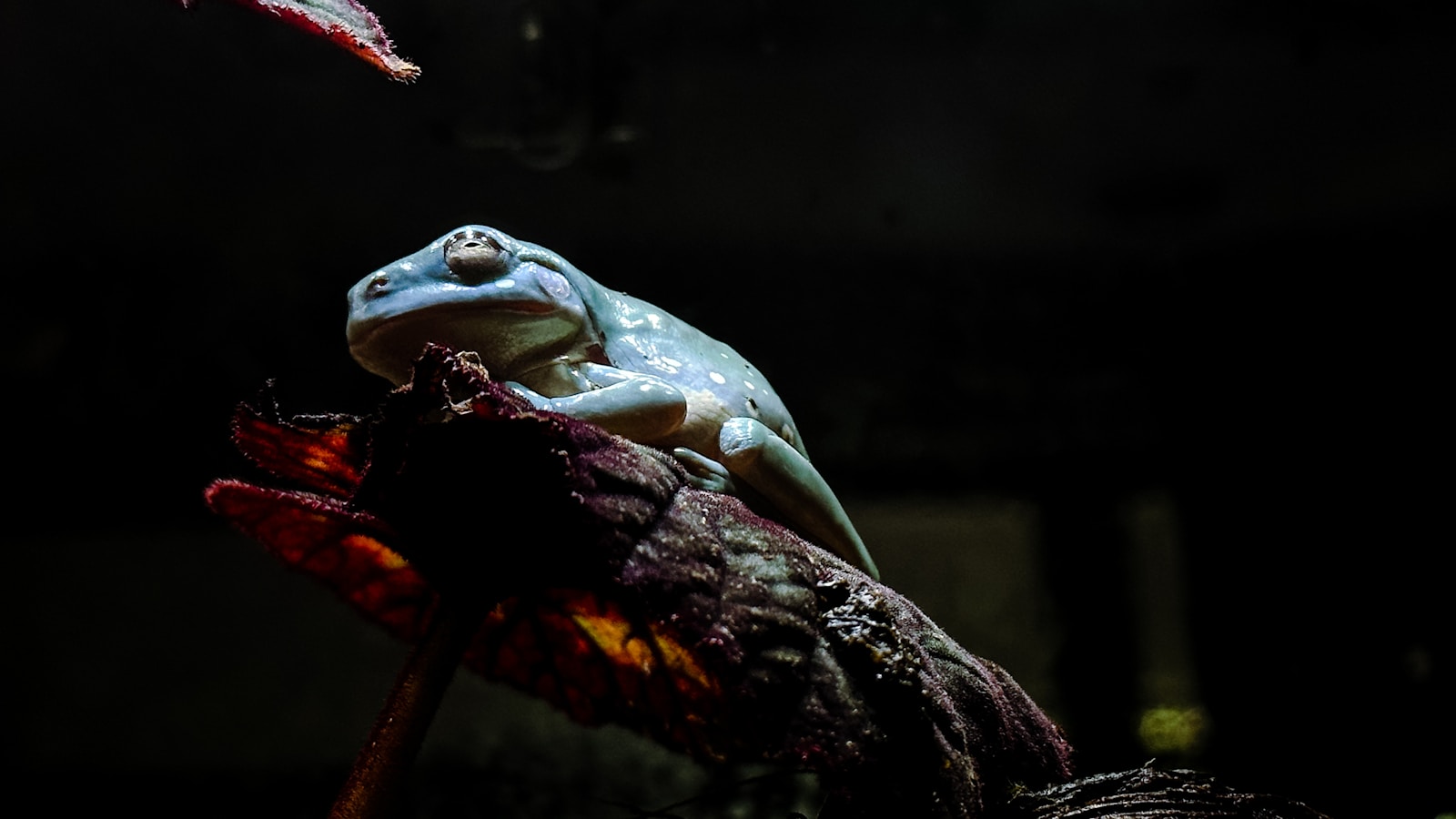 Evanna Lynch Joins Cast of Short Film 'Frog' - Exciting News!