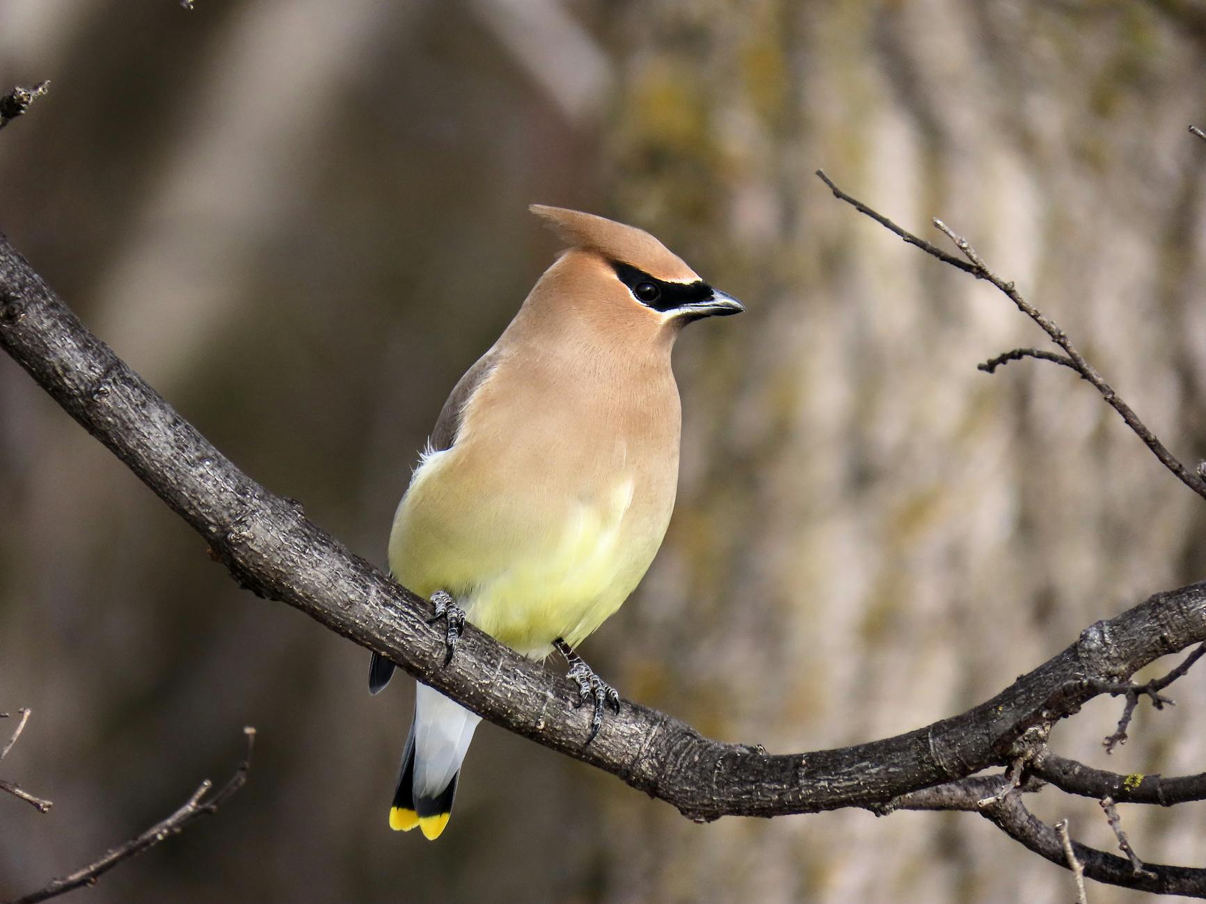 Expert Dismisses Spring Predictions of Drunken Waxwings in Moscow - News