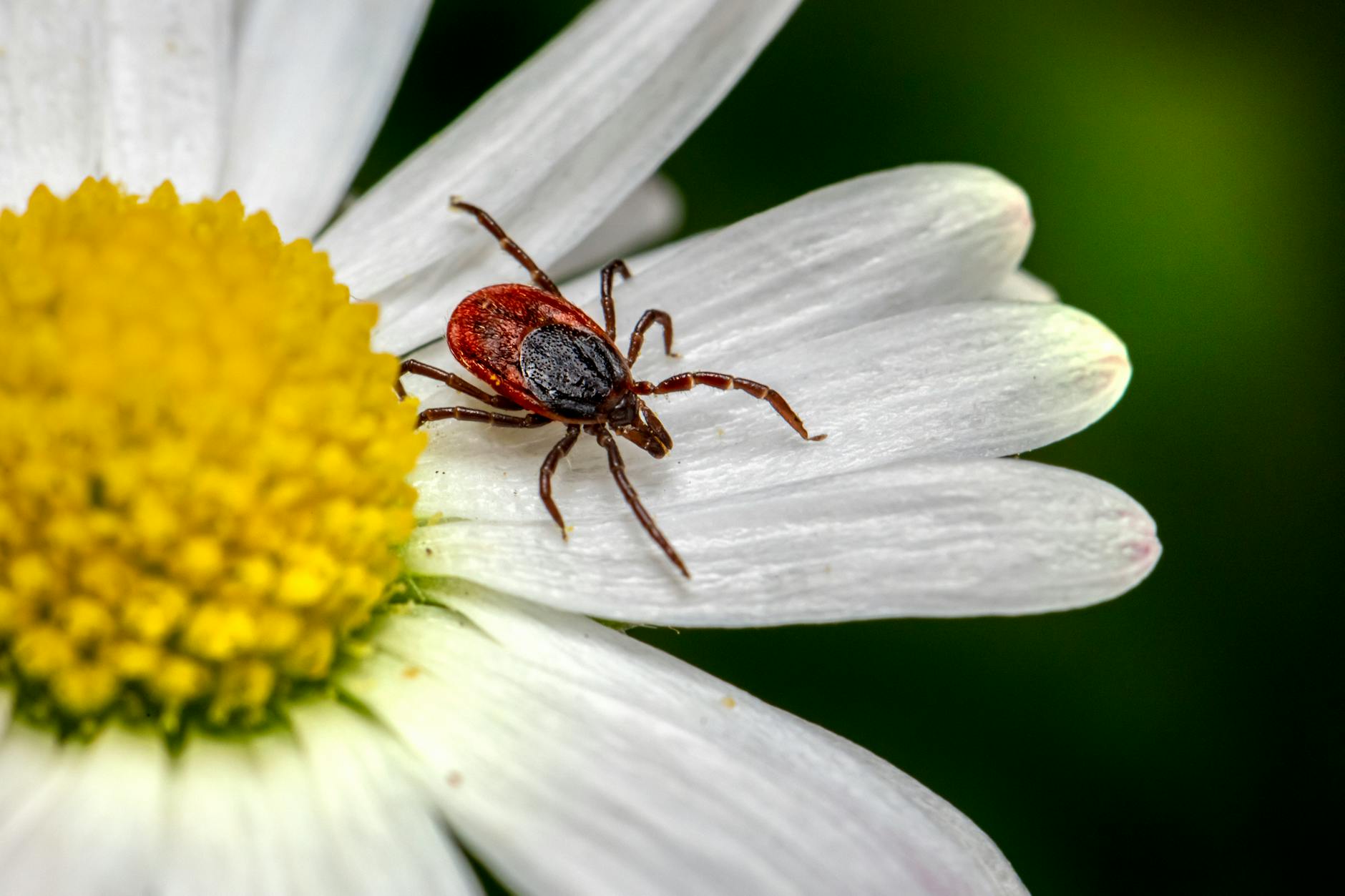 Expert Warns: Tick Season is Here – What You Need to Know - Lifestyle