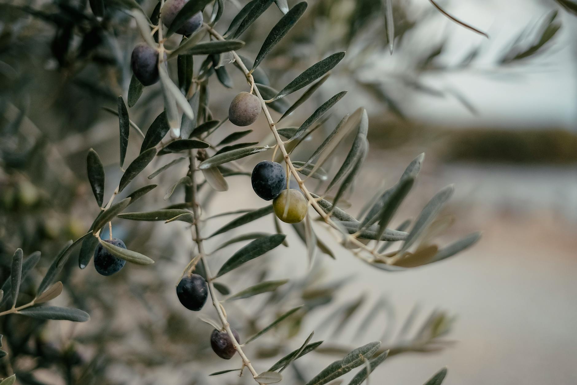 Exploring Unity Through Food in Alexander Stesin's 'Olive Branch' - Lifestyle