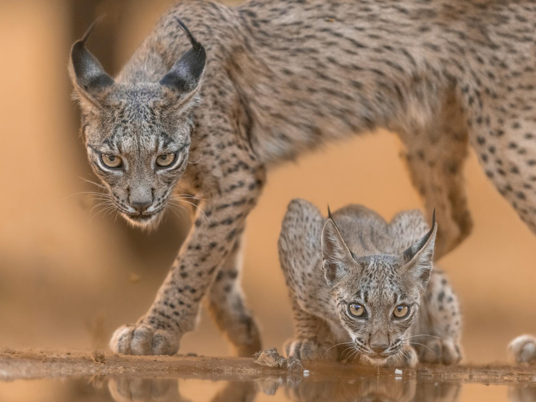 Four Rare Far Eastern Wild Cat Cubs Released into the Wild - News