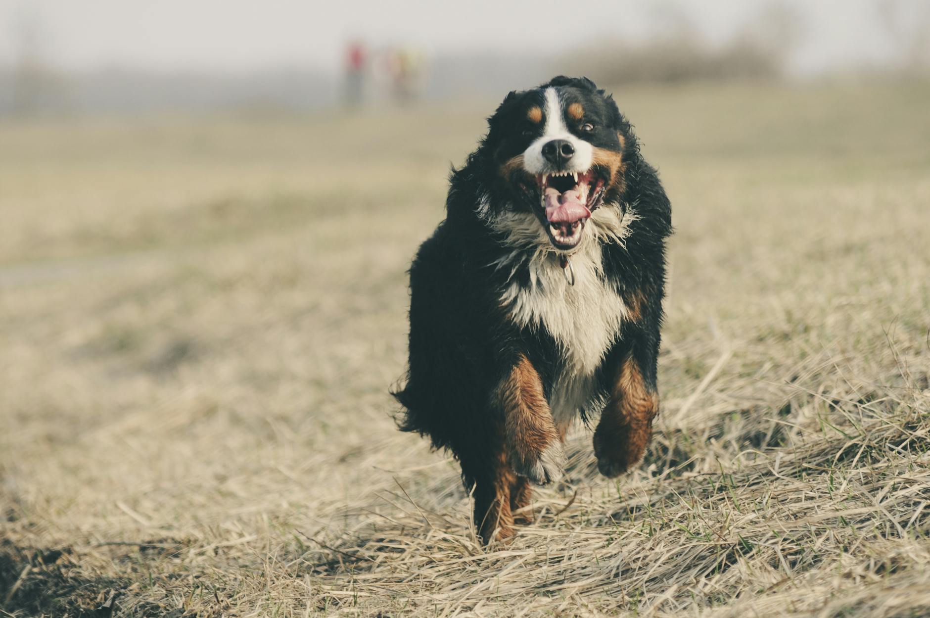 Fast Paws: Moscow's Exciting Dog Running Event Coming Soon - Lifestyle