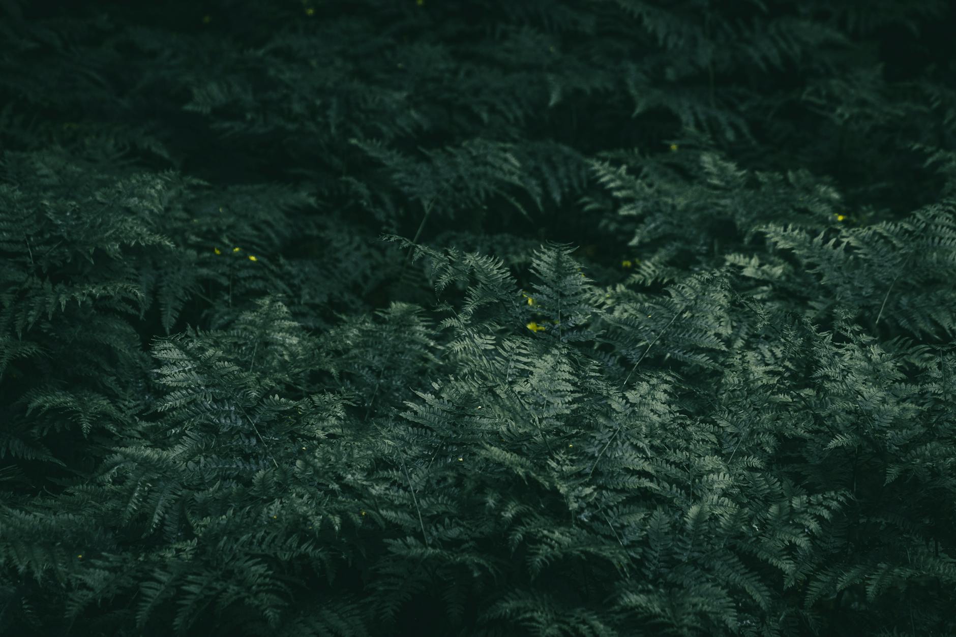 Exciting Film Adaptation of 'Fern Valley' Announced! - Cinema
