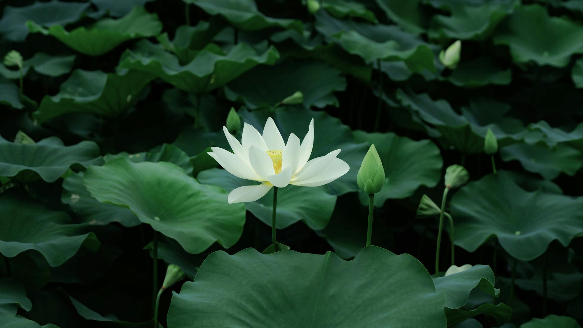 Filming for Season Four of 'The White Lotus' Kicks Off in the South... - Cinema