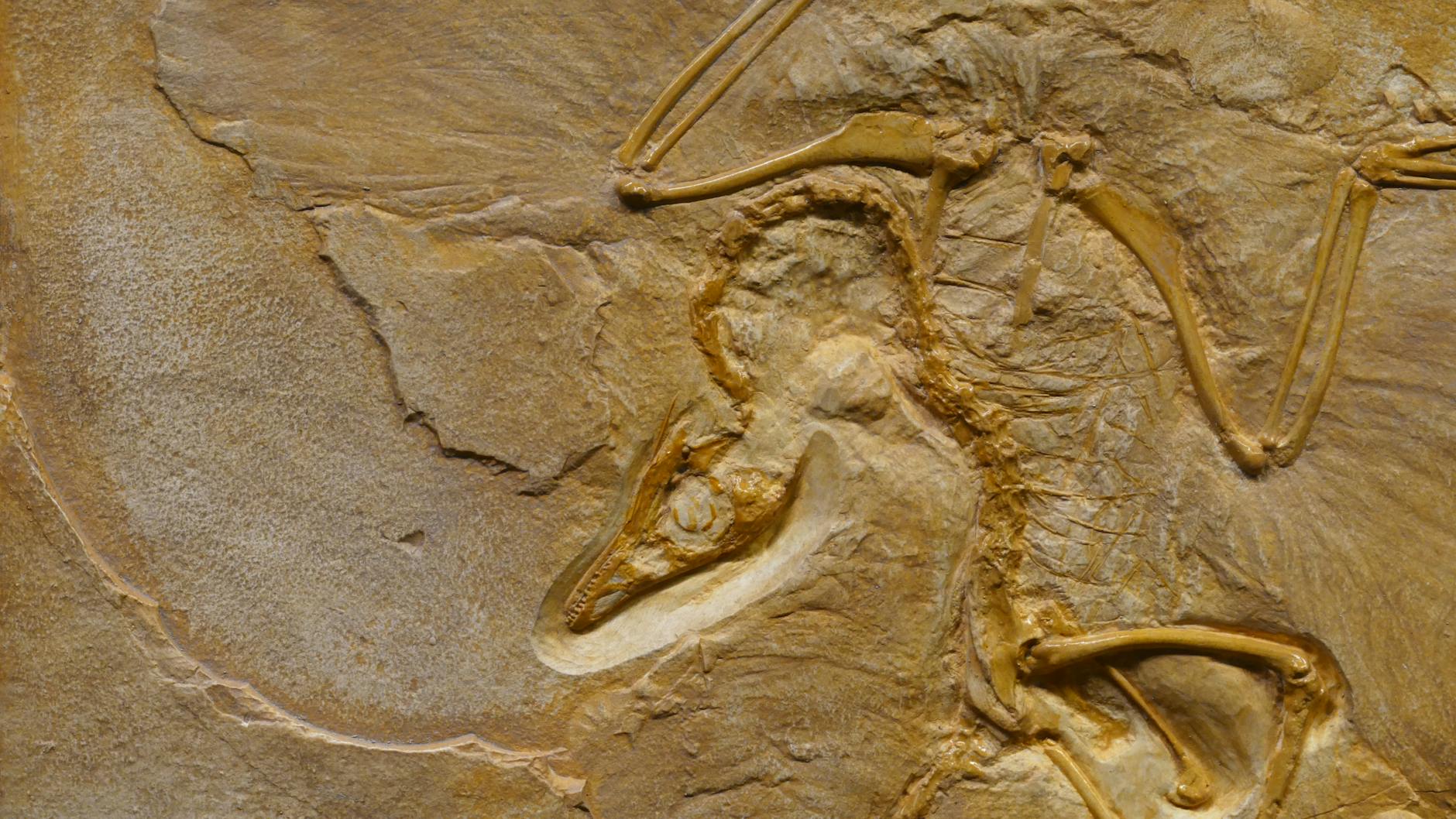Fluffy Dinosaur Fossils Found in Korea Named After Cartoon Character - News