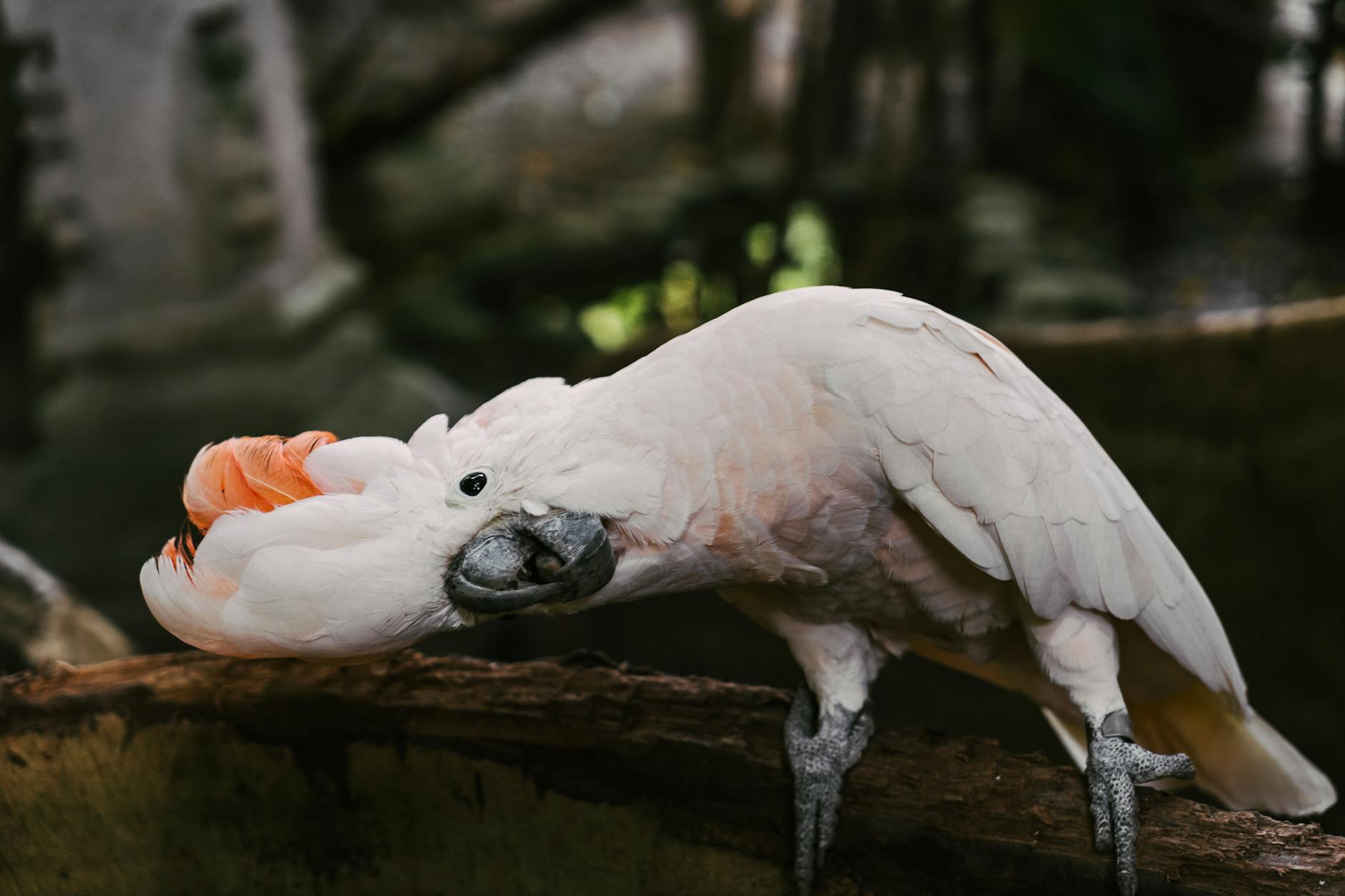 Four Rare Banks' Cockatoos Seized at Customs and Sent to Zoo - News