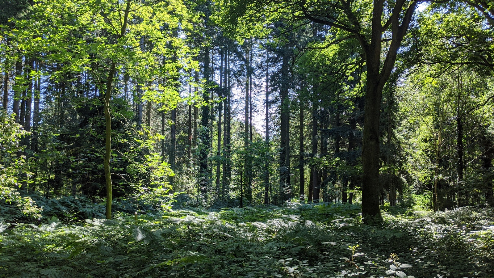 French Blogger Captures Nature's Sounds with Unique Audio Recordings