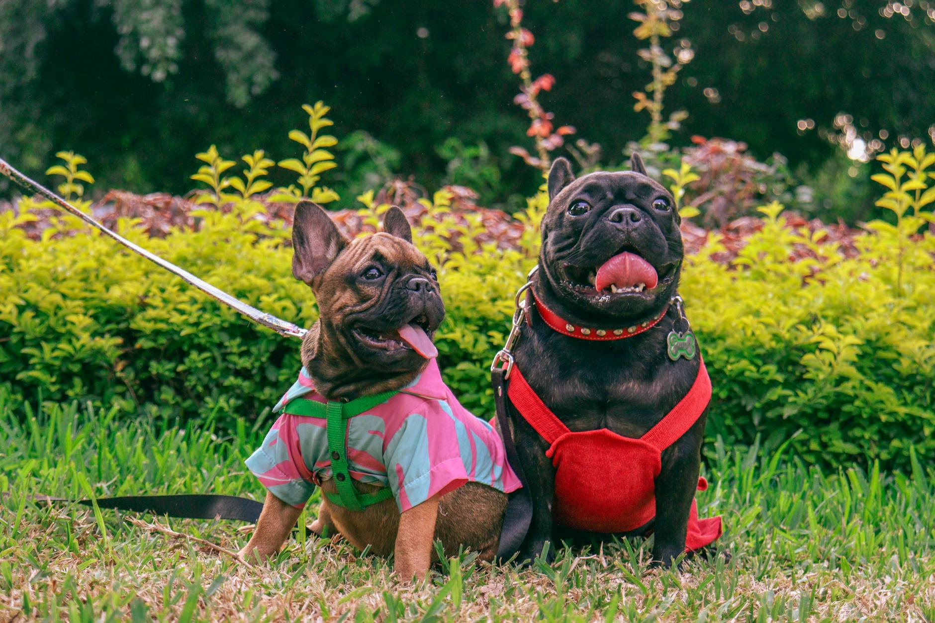 French Bulldog Parade Takes Over Vorontsovo Park in Moscow - Lifestyle