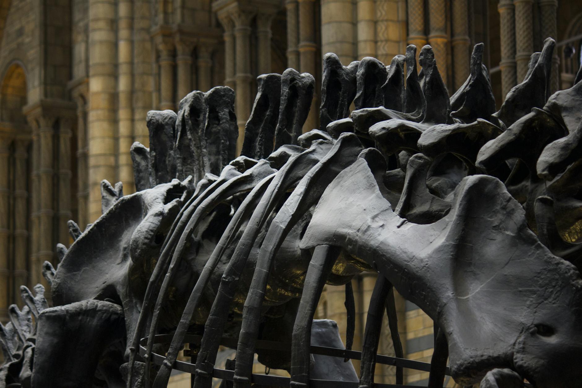 Fuzzy Dinosaur Fossil Unearthed in Korea Named After Cartoon Character - News