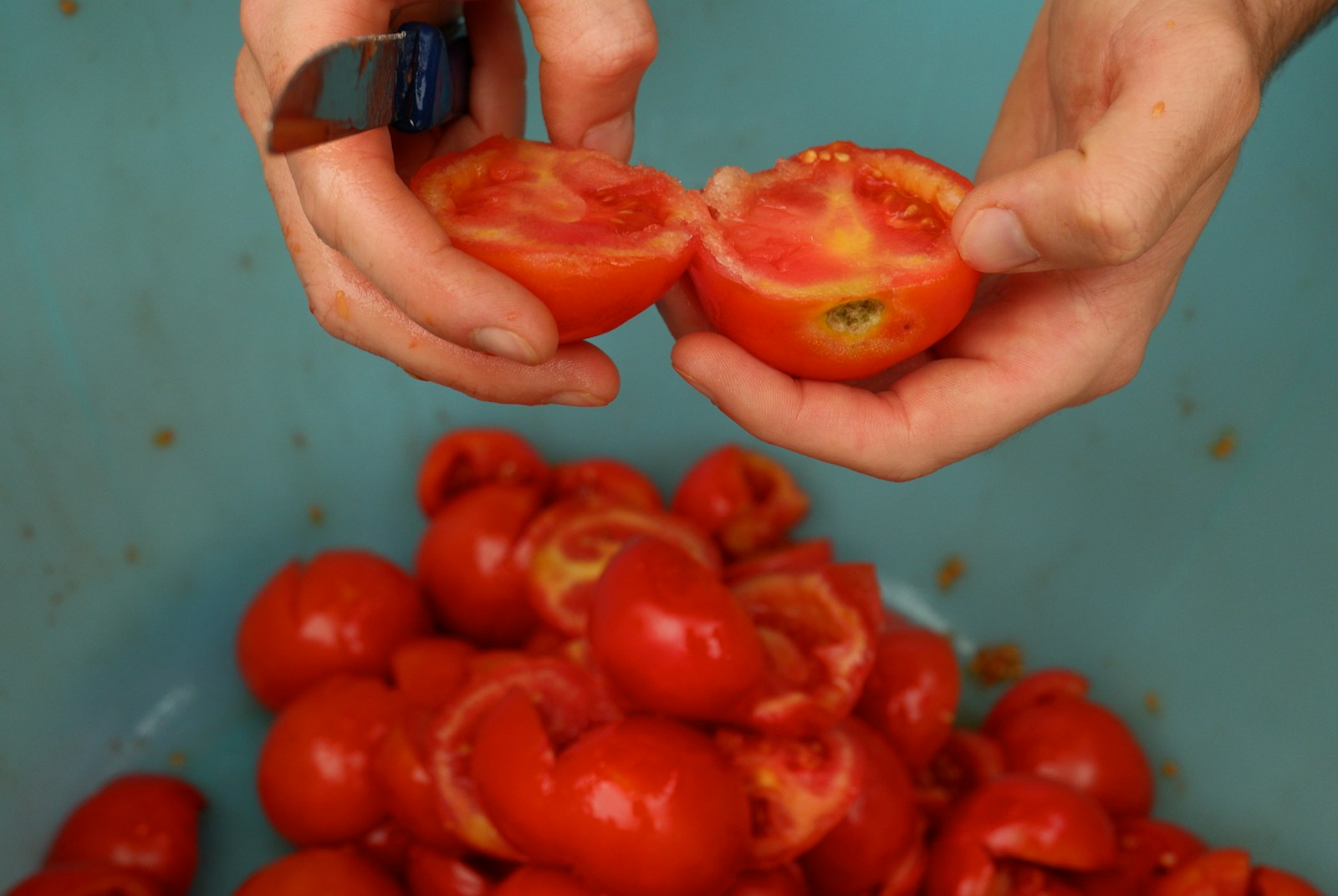 Galapagos Tomatoes Evolve Backwards: A Scientific Marvel