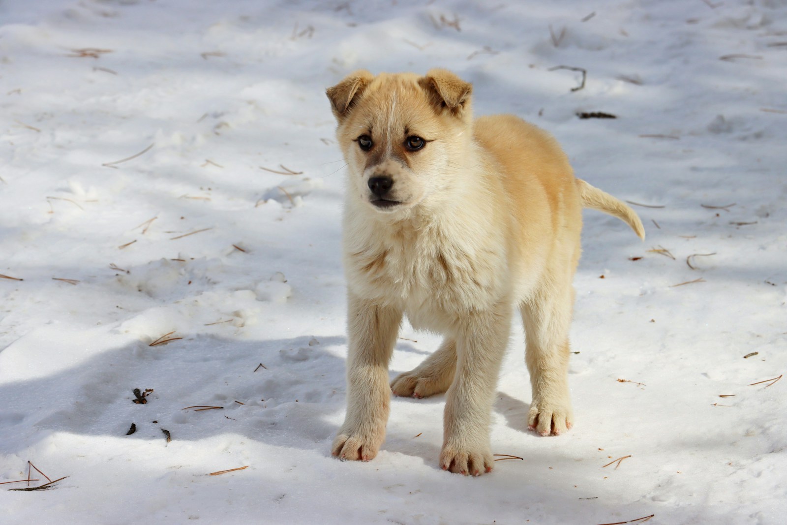 German Spitz: The Top Dog Breed in Russia for 2025