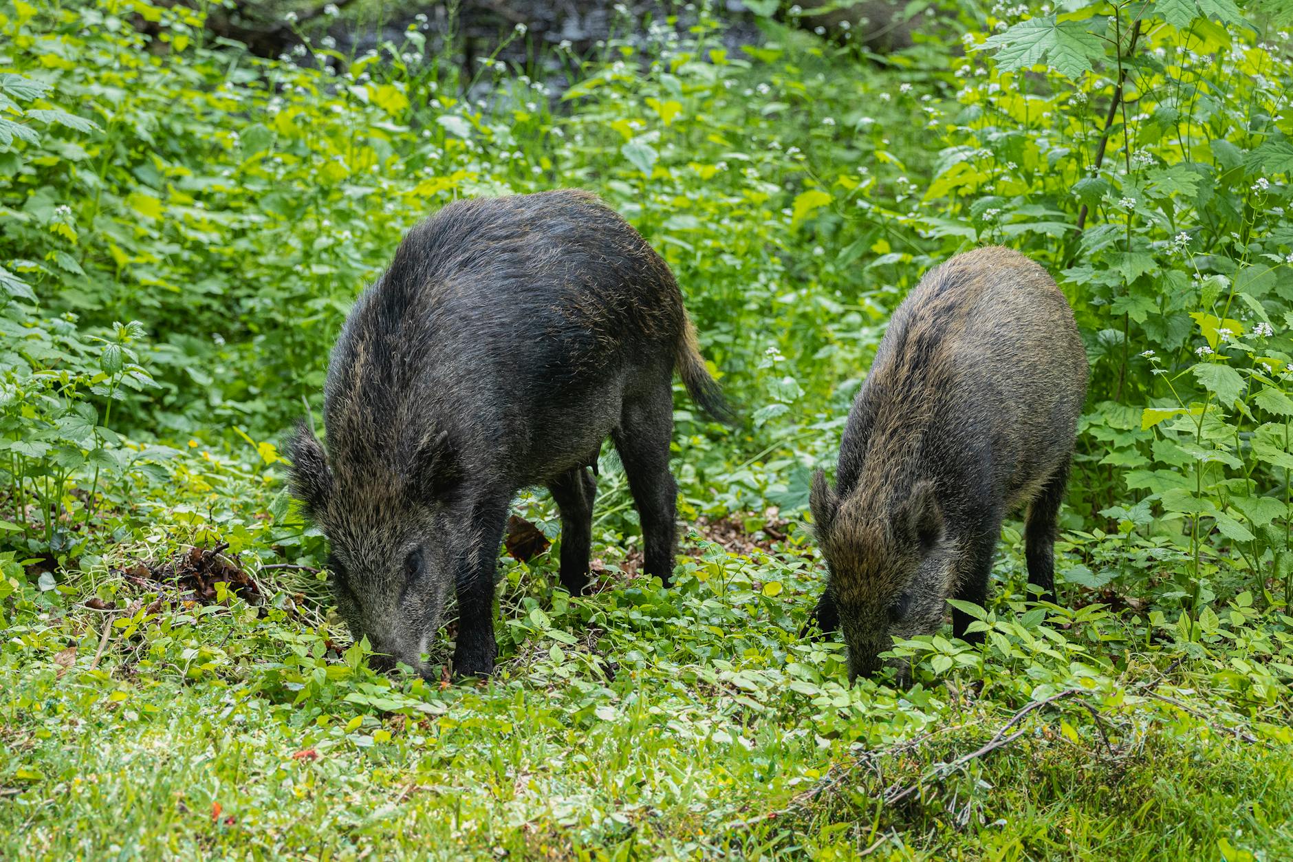Germany Eradicates 3,000 Radioactive Wild Boars Amid Safety Concerns - News