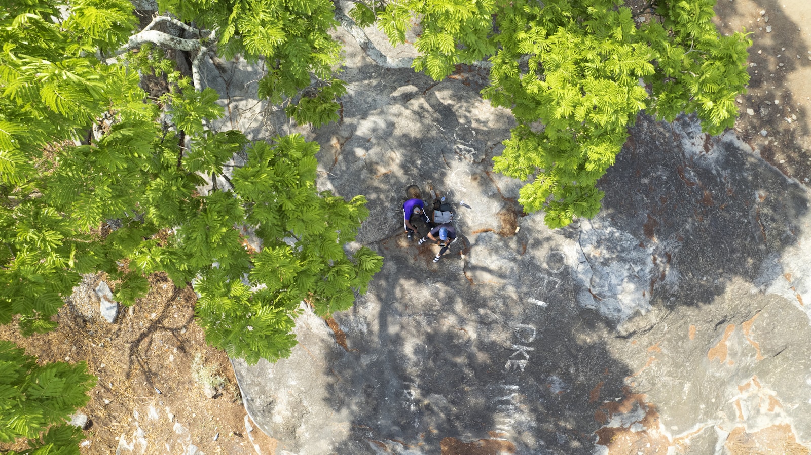 Could Trees in GTA 6 Uncover Secrets of the New Map? - Game