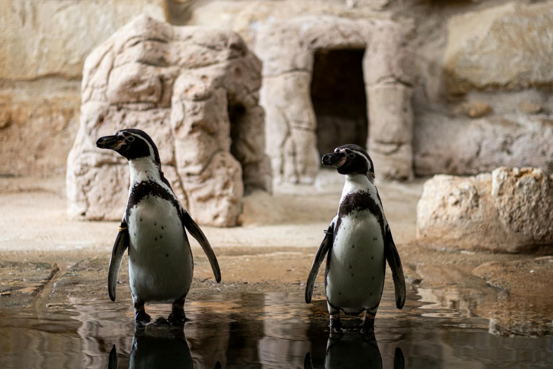 Harbin's Annual Penguin Parade: A Unique Winter Spectacle - Lifestyle