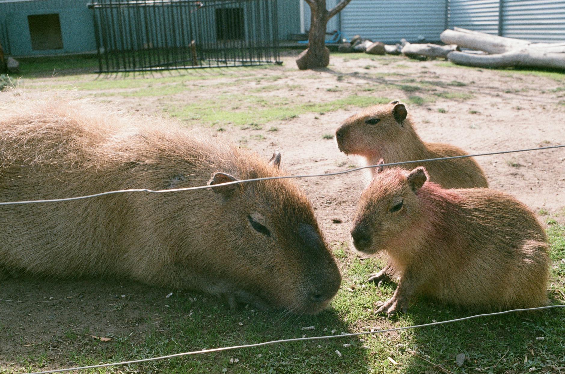 Heartwarming Farewell: Zoo Euthanizes Capybara and Tapir Together - Lifestyle